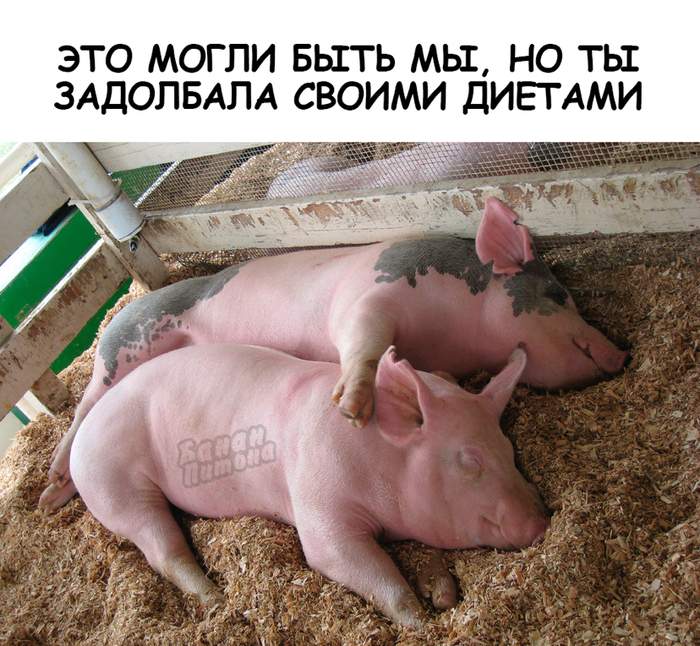 �� ������ ���� �������