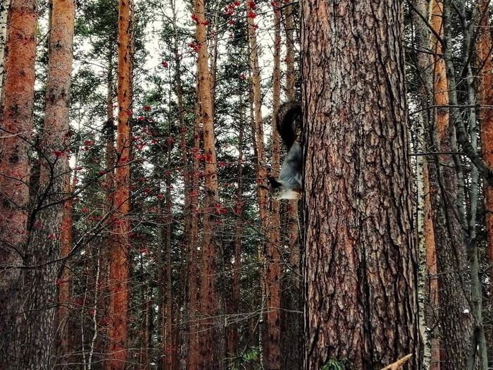 Thicket inhabitants in search of food - My, The photo, Thicket, Forest, Squirrel