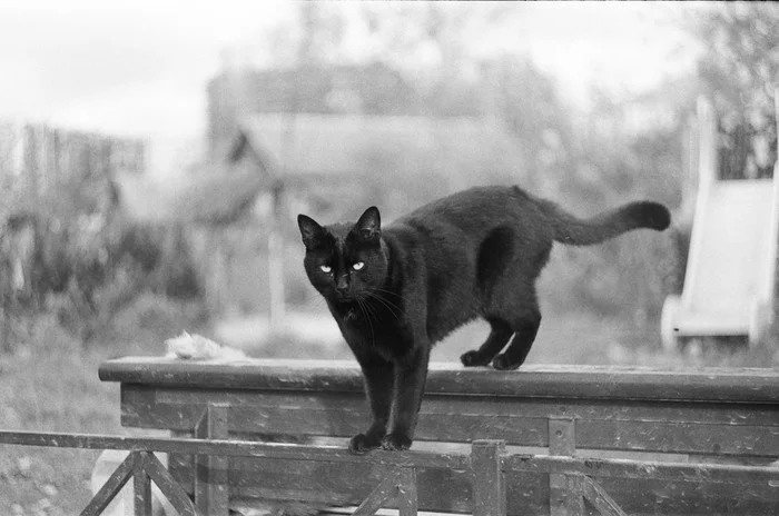 Black as pitch, I love you. - My, cat, Catomafia, Saint Petersburg, Film