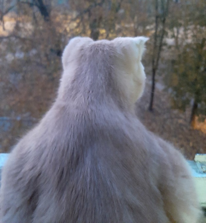 ���� ������