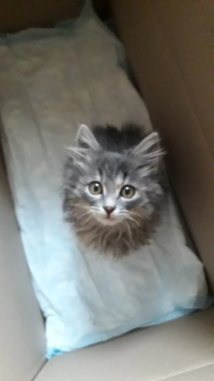 Found a kitten, please help - My, No rating, cat, Kittens, The strength of the Peekaboo, Longpost, Moscow region, In good hands, Lakes