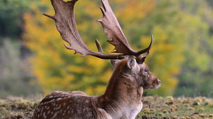 Не покупайте жилье рядом с тещей - рогами пахнет