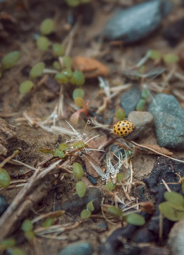 Poisonous Ladybug - My, Macro, Macro photography, ladybug, The photo