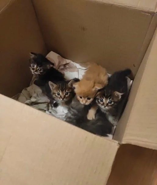 A whole box of selected kittens - Kazan, In good hands, Find a Home, cat, No rating, Kittens, Catomafia, Longpost