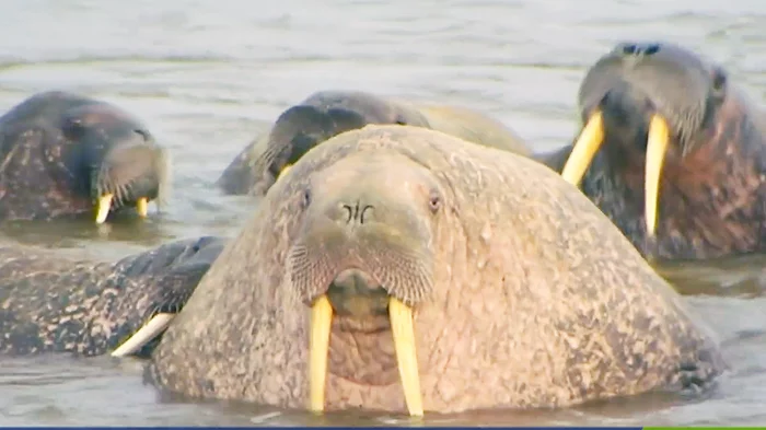 A thousand walruses changed their place of residence. Scientists thought about it. - Walruses, Arctic, Animals, Scientists, Yamal, Video, Kara Sea, Nature