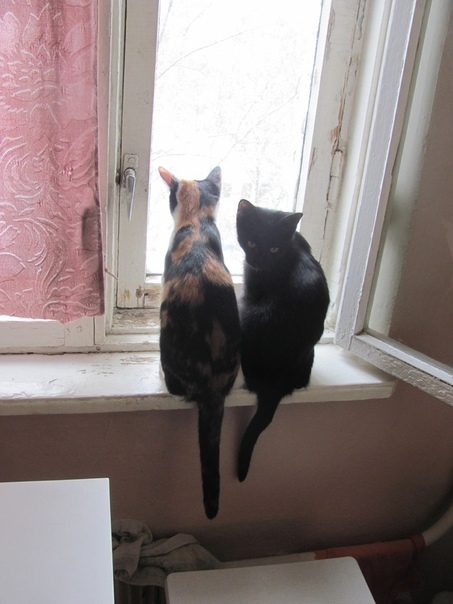 Almost former domestic cats again... Please raise - Kazan, cat, In good hands, Longpost, Find a Home, No rating, Hopelessness