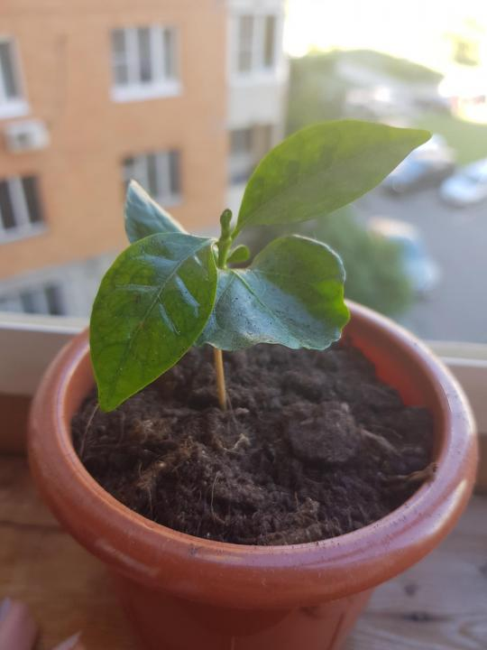 Coffee on the windowsill - My, Plants, Coffee, Windowsill, Longpost, Growing