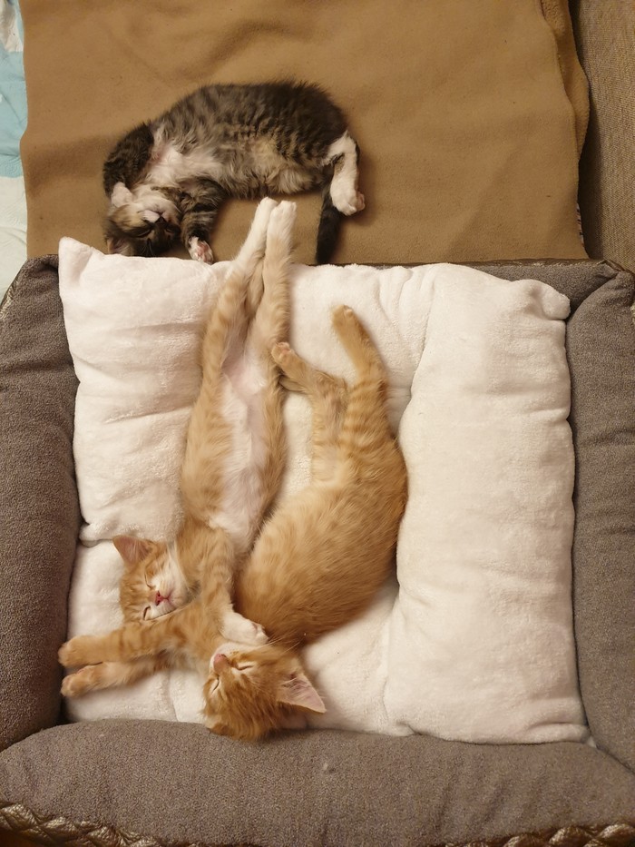 ����� ���������