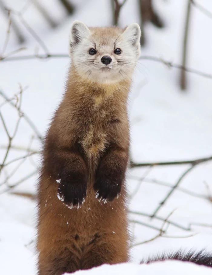 Wary sable - Animals, The photo, Nature