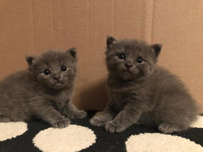 Сила Пикабу, помоги!