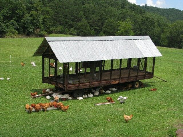 Mobile farm - My, Farm, Birds, Hen, Сельское хозяйство, Video, Longpost, Rabbit