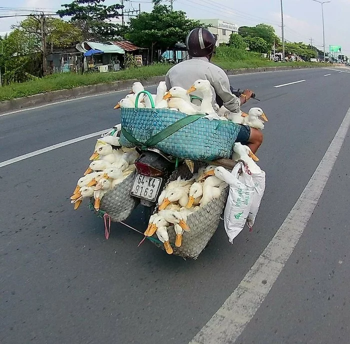 Gusevozka - Swan geese, Vietnam, Scooter