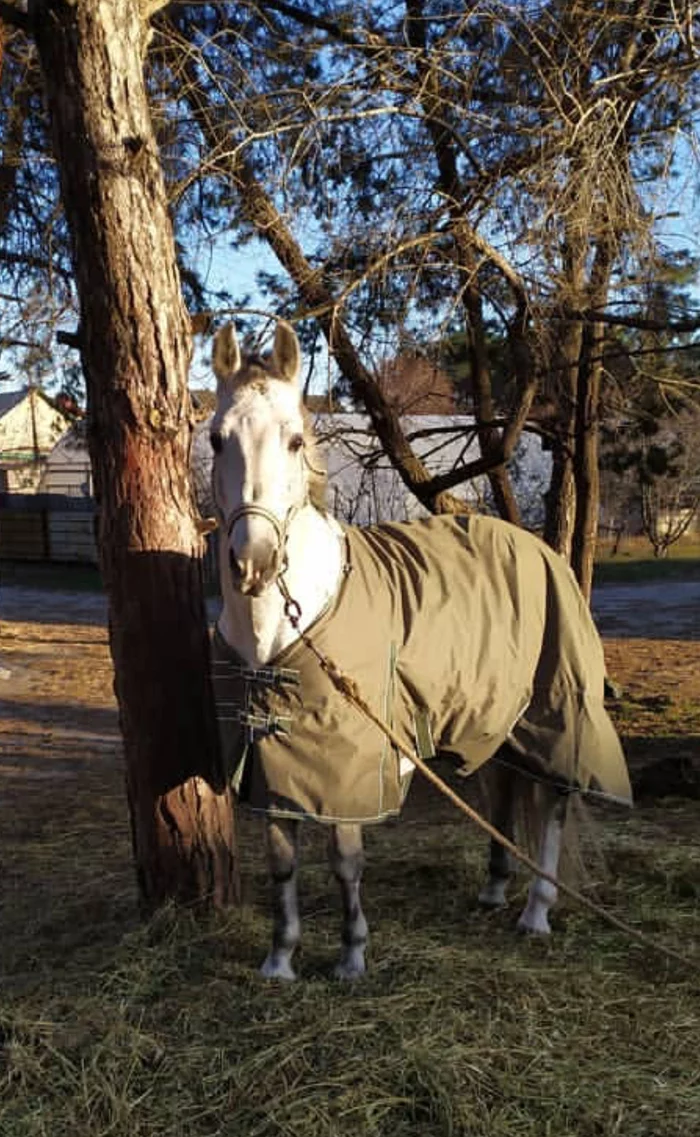 Horse in a coat (jacket) - My, Horse in coat, Horses, Cold, Caparison