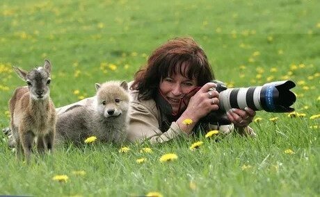 Любопытные оленёнок и волчонок - Фотограф, Дикая природа, Олени, Волк, Любопытство