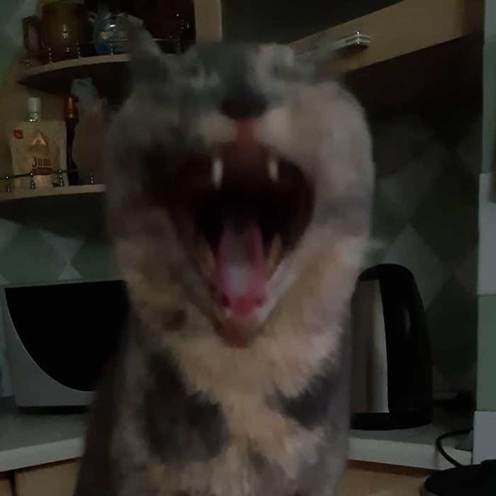 Хотел сфотографировать кошку