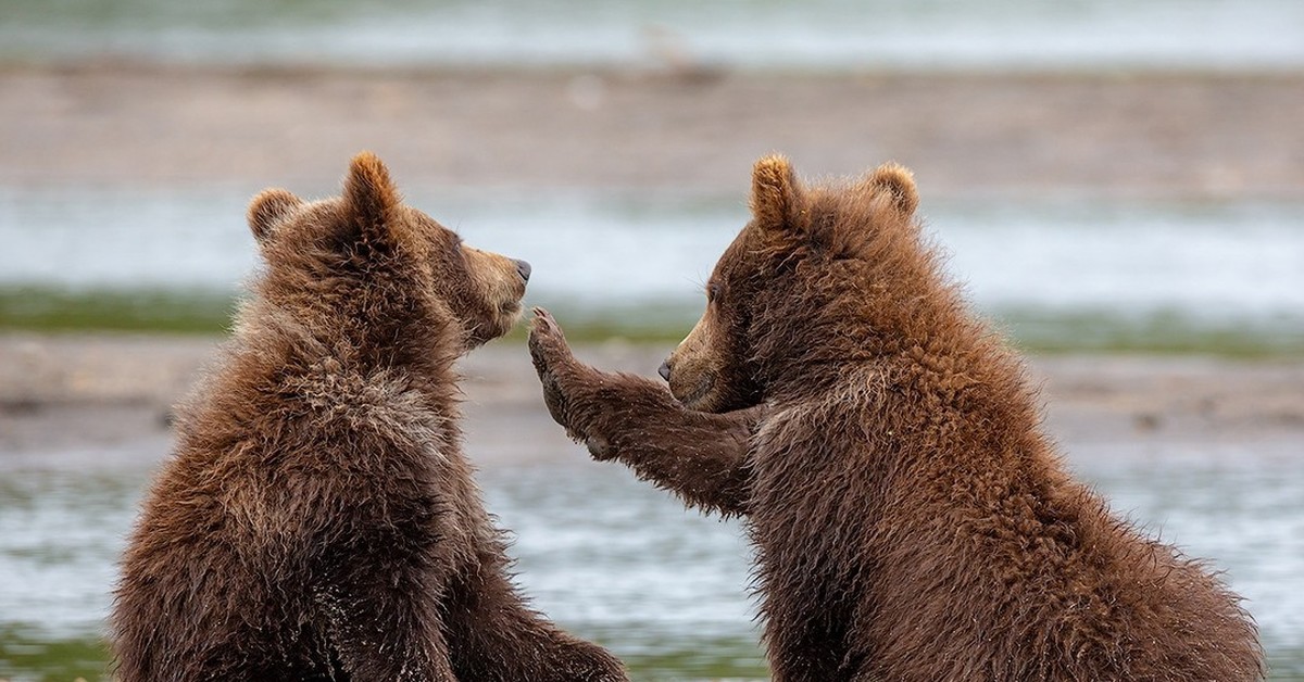 2 bear. Два медвежонка. 2 bear. Медвежата. Два медвежонка.