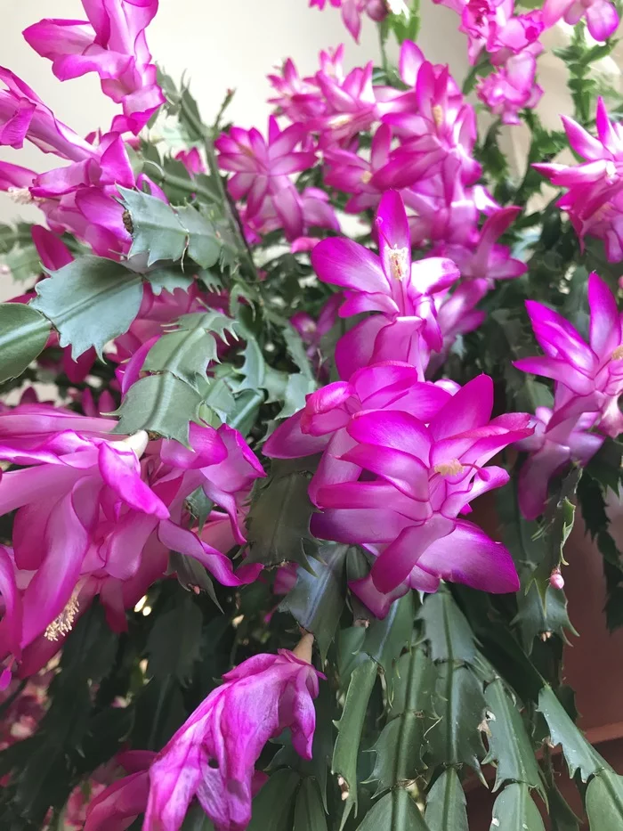 My handsome Decembrist! - Longpost, Bloom, Blooming cacti, Cactus, Decembrist cactus, Plants, Houseplants, Flowers, My