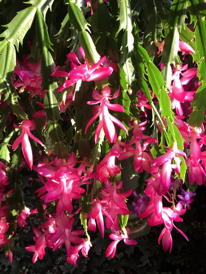 My handsome Decembrist! - Longpost, Bloom, Blooming cacti, Cactus, Decembrist cactus, Plants, Houseplants, Flowers, My