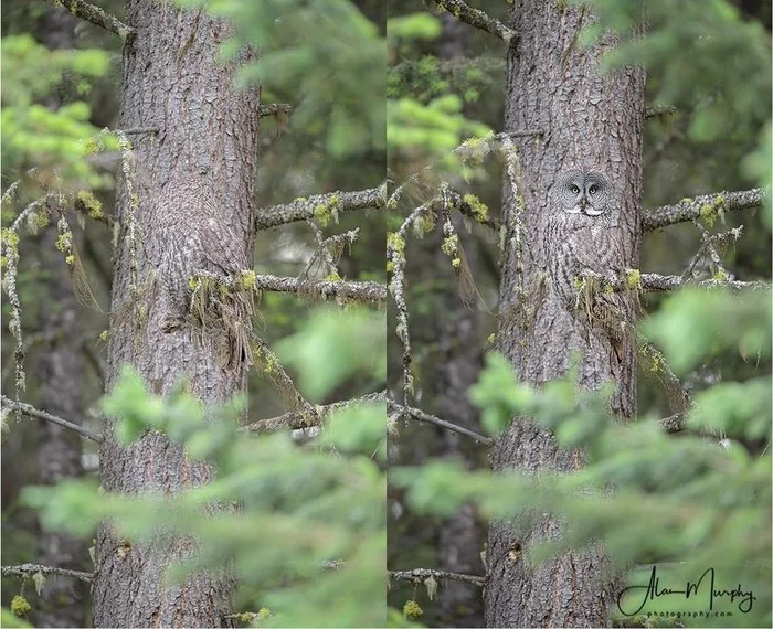 Gray owl (lat. Strix nebulosa) - Nature, Birds, Animals, Biology, Disguise, Tree, Owl, Bearded Owl