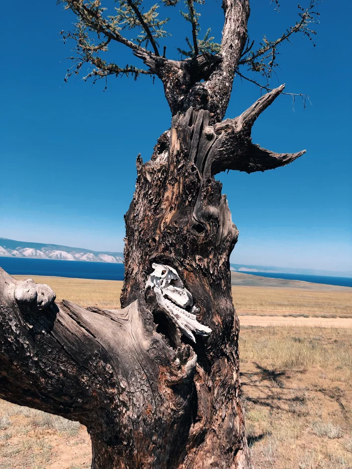 Tree on Olkhon - My, Olkhon, Baikal, Nature, Russia, Shamanism, Shamans