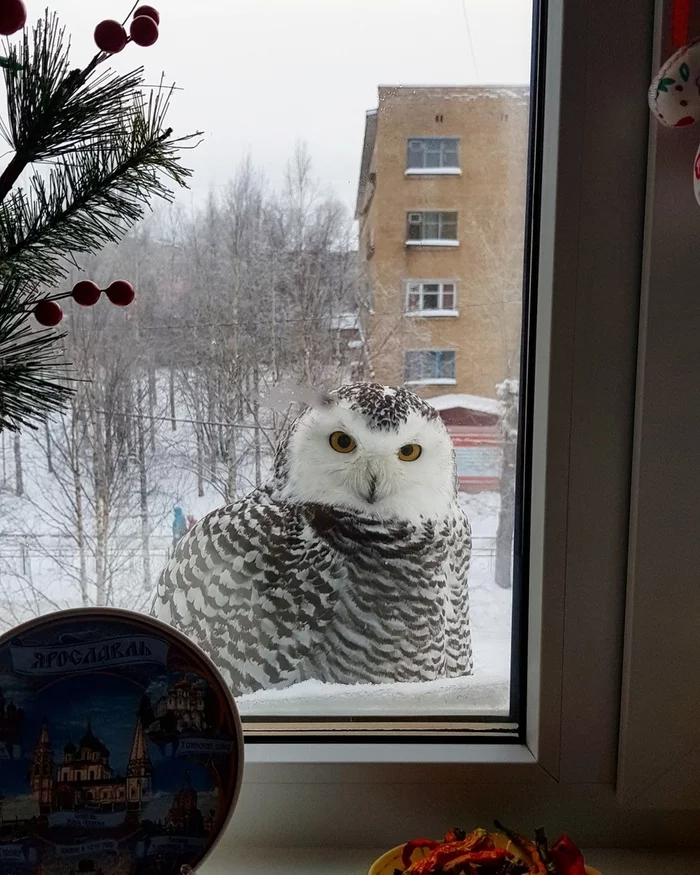 You have a letter from Hogwarts - My, Owl, Window, Ukhta, Polar owl