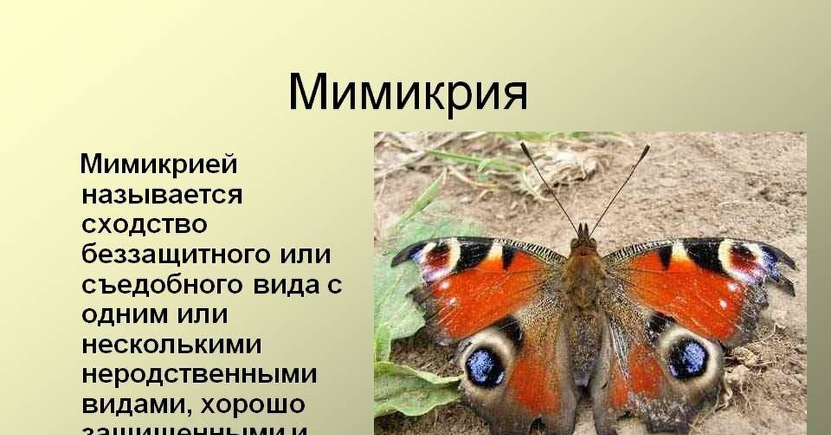 Мимикрия и предупреждающая окраска. Мимикрия. Мимикрия бабочек. Защитная окраска животных. Мимикрирующая окраска.