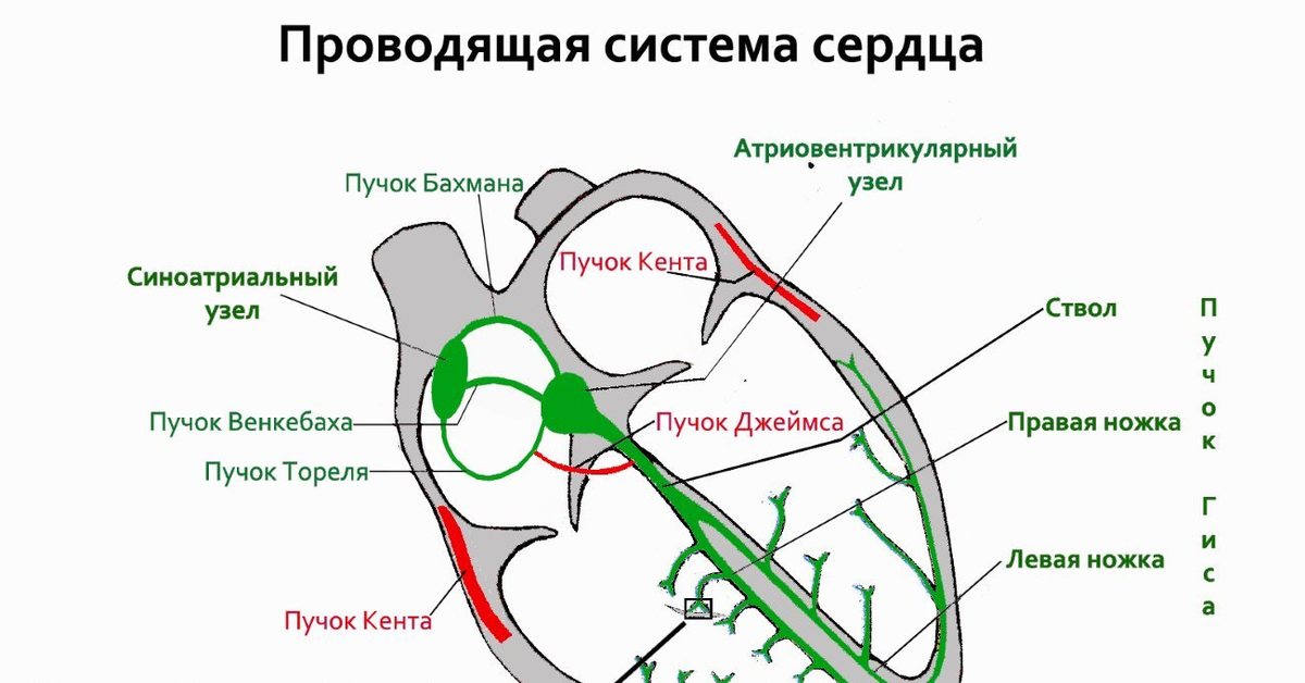 Проводящая система сердца проводит. Схема узлов и Пучков проводящей системы сердца. Проводящая система сердца схема. Проводящая система сердца пучок Гиса. Схема проводящей системы сердца вид спереди.