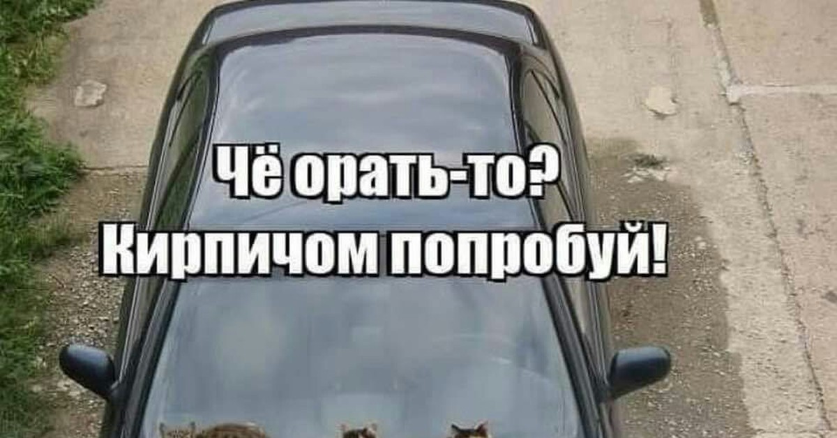 Ща исправим. Ниссан говоришь сейчас будет Пассат. Шутки про Ниссан. Ниссан Пассат кот. Nissan говоришь сейчас будет Passat.