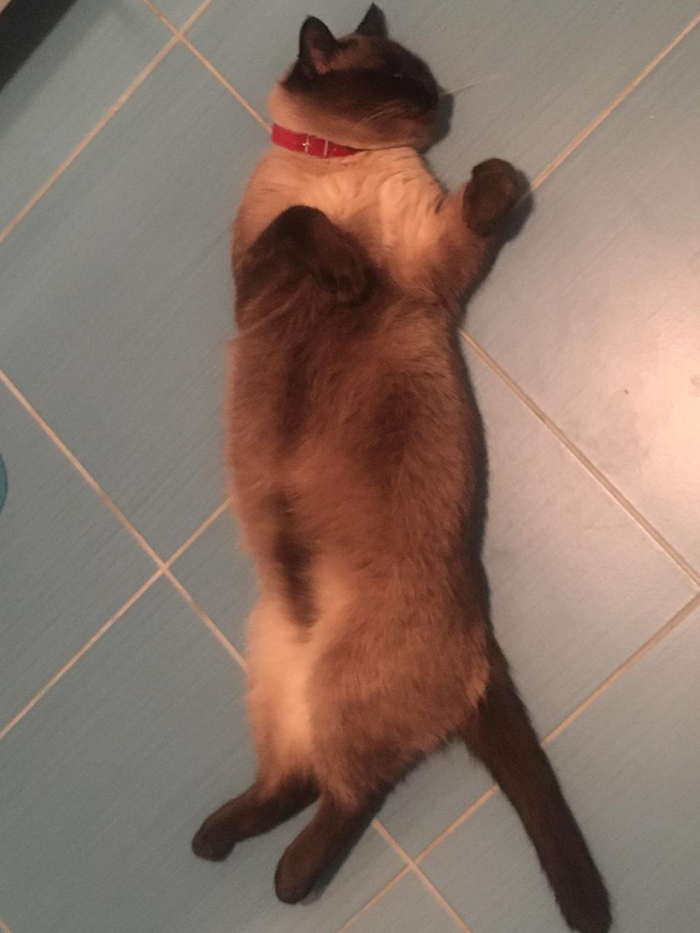 Жирненького котика пост