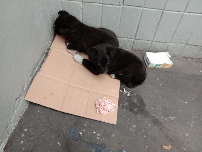 Puppies are freezing - My, Puppies, Found a dog, In good hands, Dog, Homeless animals, Moscow, No rating