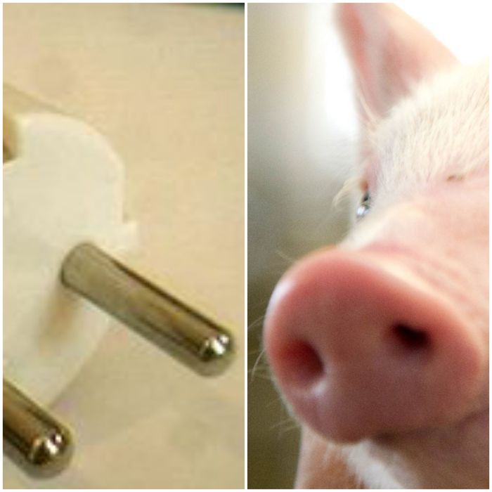 Socket - Power socket, Pig, Electricity