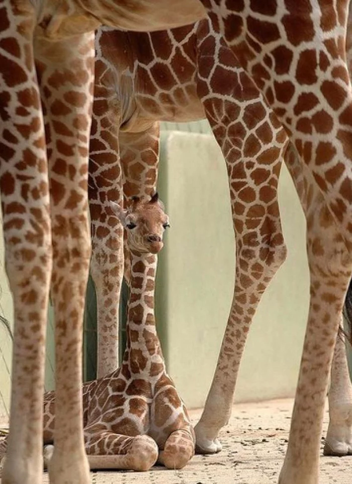 Under reliable protection. - Giraffe, Legs, Small, From the network, Milota, Young