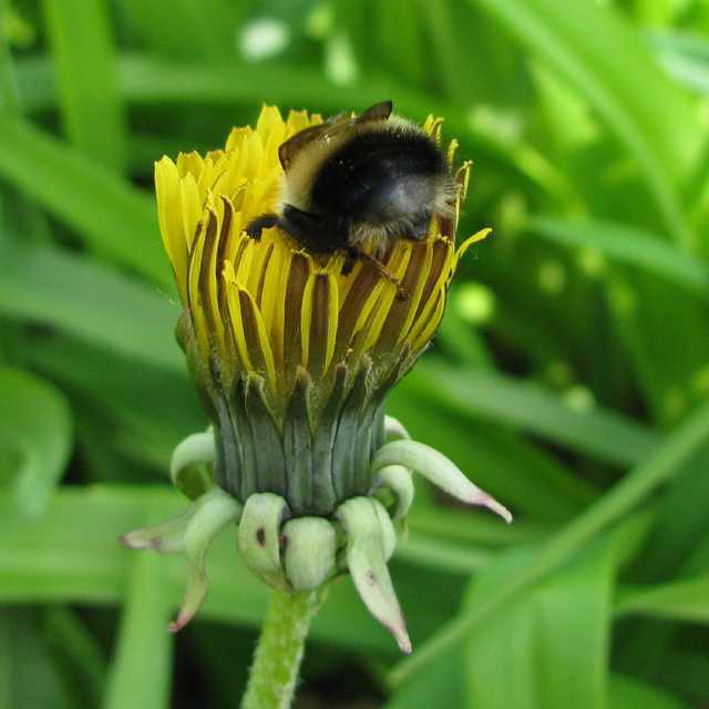 Sometimes bumblebees get tired and rest at their workplace.. - Bumblebee, Flowers, Nectar, Relaxation, Longpost, Insects