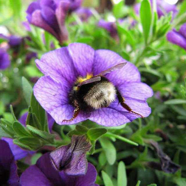 Sometimes bumblebees get tired and rest at their workplace.. - Bumblebee, Flowers, Nectar, Relaxation, Longpost, Insects