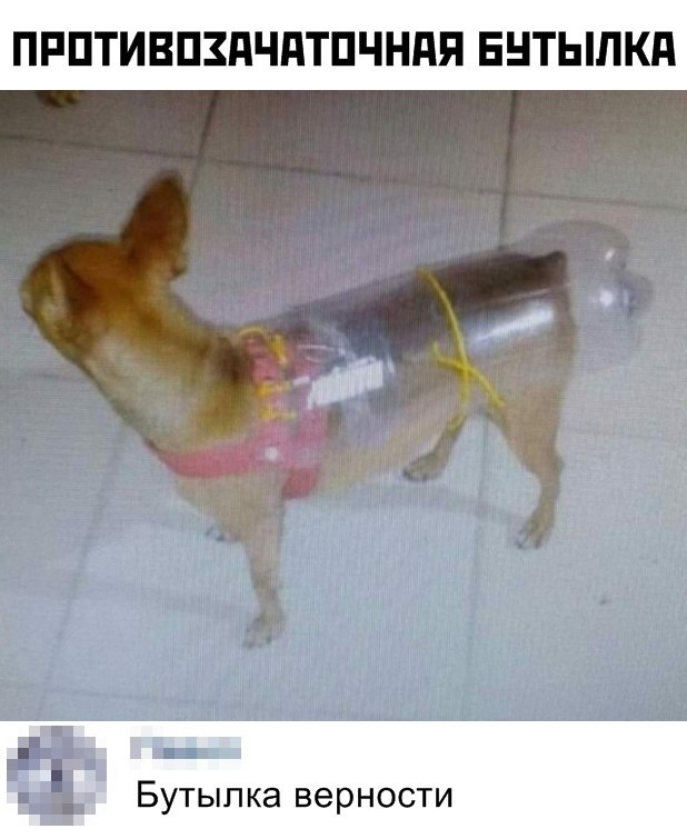 Unique canine contraceptive - Picture with text, Memes, Pets, Dog, Homemade, Humor, Bottle