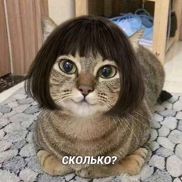 И так всегда Кот, Котомафия, Милота, Длиннопост