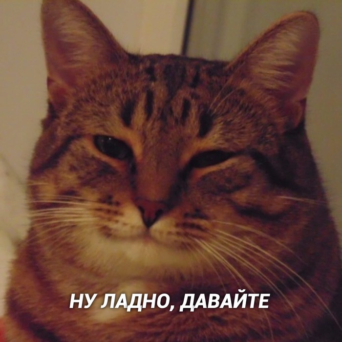 И так всегда Кот, Котомафия, Милота, Длиннопост