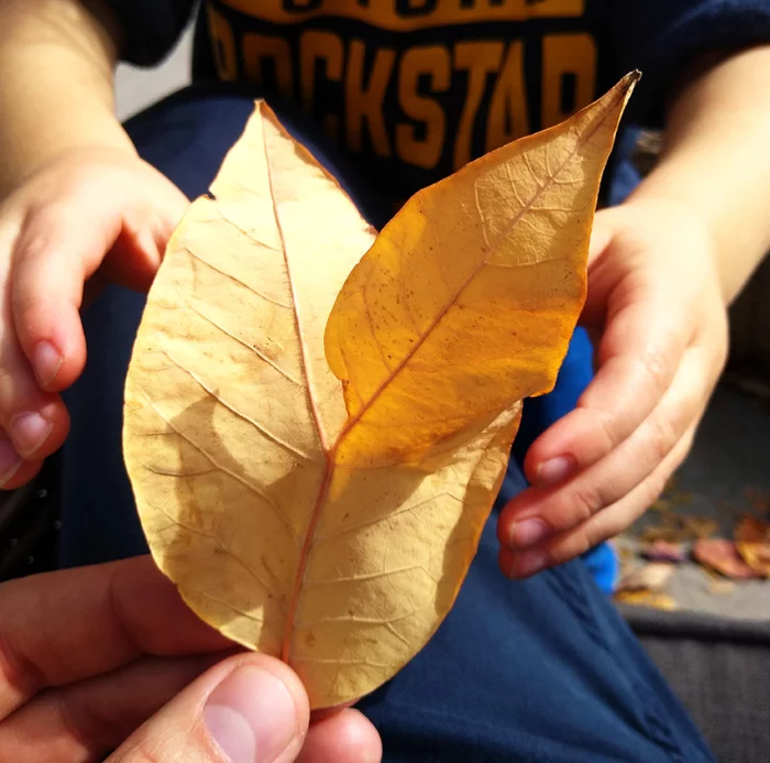 A leaf grew from a leaf - Leaves, Unusual, Nature