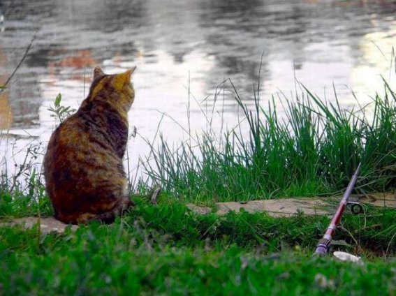 Fishing cat - My, cat, Story, Story, Longpost