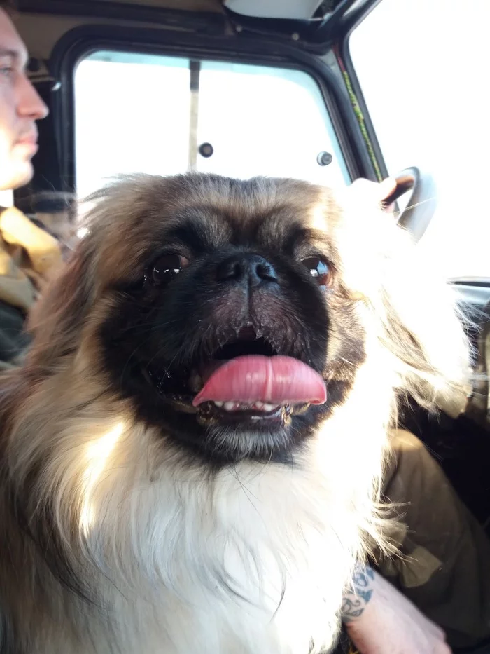 He didn't calculate his strength. - My, Pekingese, Dog, Fight, Longpost