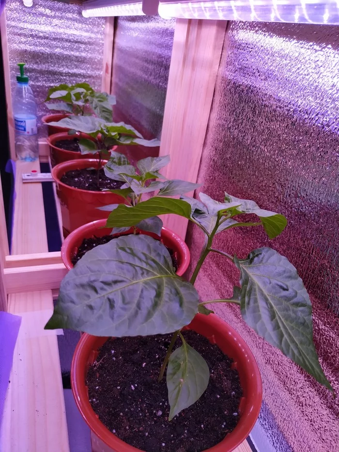 Long live spicy! ) - My, Pepper, Spicy, Growing at Home, Longpost, Growing