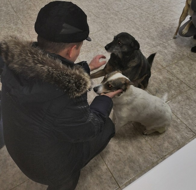 Omsk deputy Stepan BONKOVSKY “Helping animals is everyone’s duty” - Kindness, Animals, Homeless animals, Deputies, Russia, Omsk, Charity, Longpost, Politics