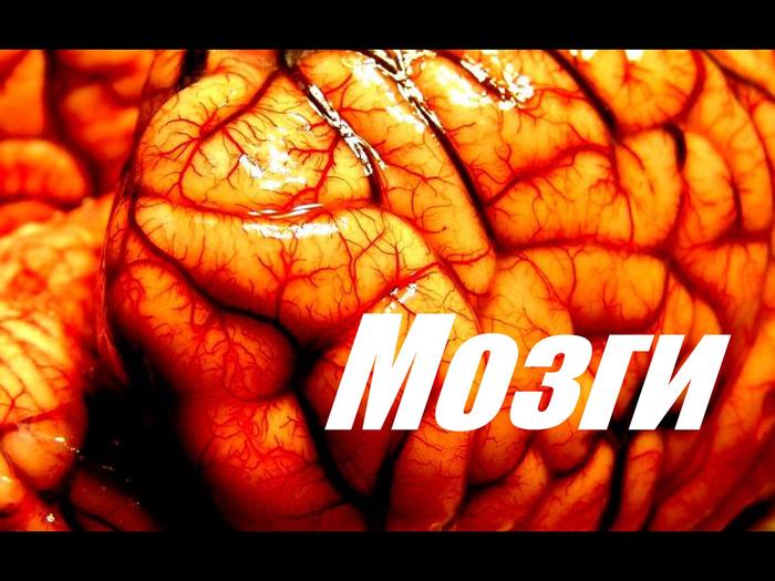 Мозги