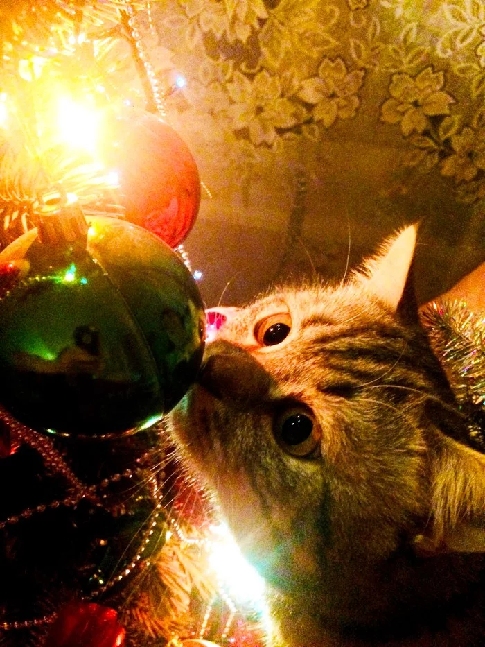 My cat is waiting for a miracle - My, Miracle, New Year, cat