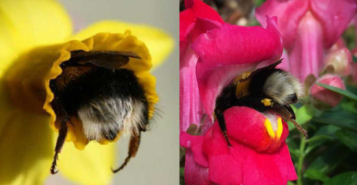 Пока пчелы. Шмель беложопик. Шмель опыляет Клевер. Пчела на цветке. Шмель на цветах.