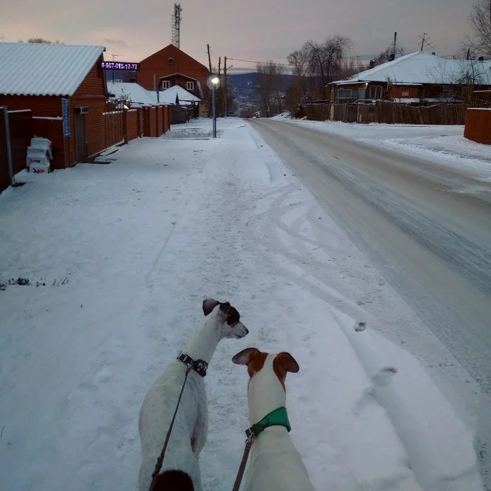 Adventures of the English in Siberia - My, Dog, Greyhound, Greyhound, Winter, English Greyhound, Longpost