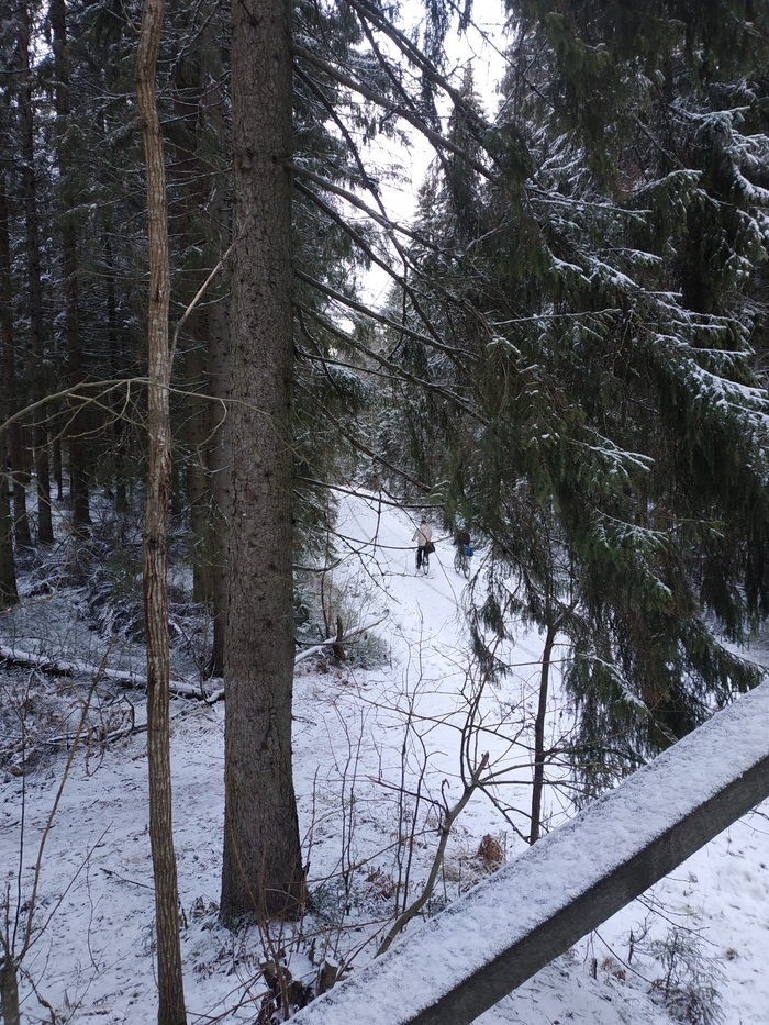 Как отдохнуть в Финляндии за день Финляндия, Лес, Зима, Длиннопост