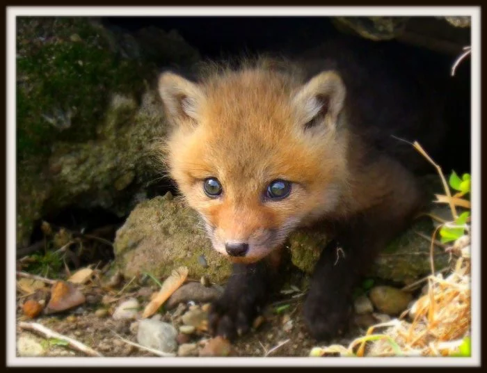 little fox - My, Michigan, USA, Animals, Fox, Nature, Fox cubs, The photo