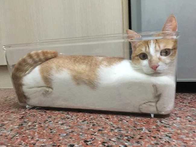 Liquid cats - Cats are liquid, Imgur, cat, Longpost, Capacitance