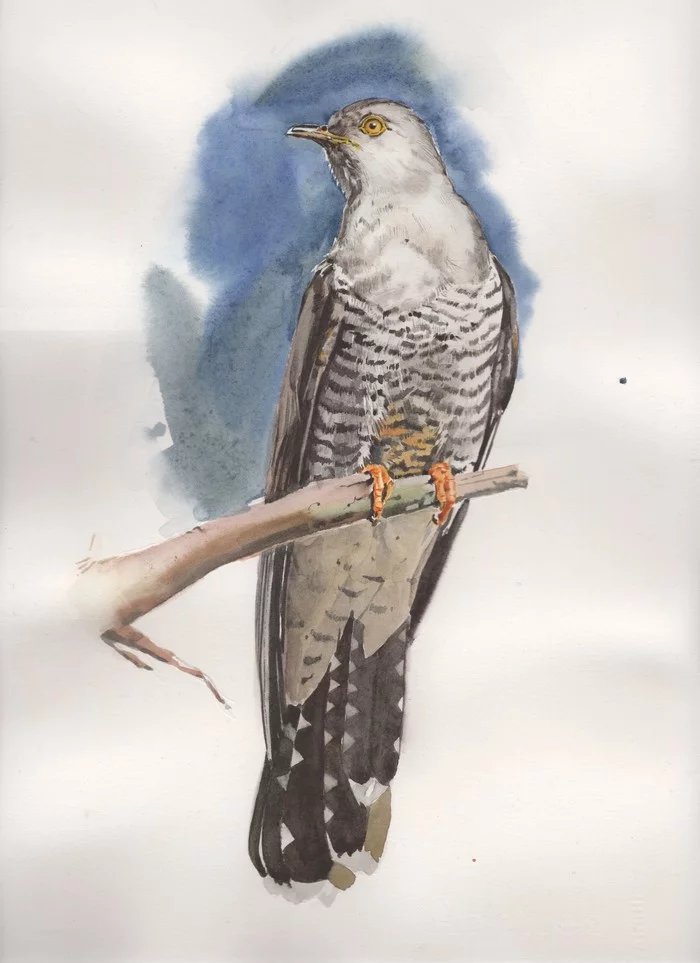 Cuckoo watercolor - My, Watercolor, Drawing, Painting, Artist, Birds, Cuckoo